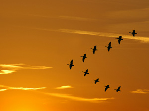 geese v formation