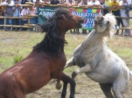 Two stallions in a horsefight during a city-wide thanksgiving festival